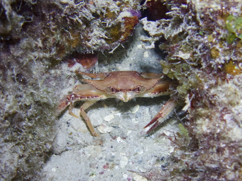 Sargassum Swimming Crab IMG_7619.jpg